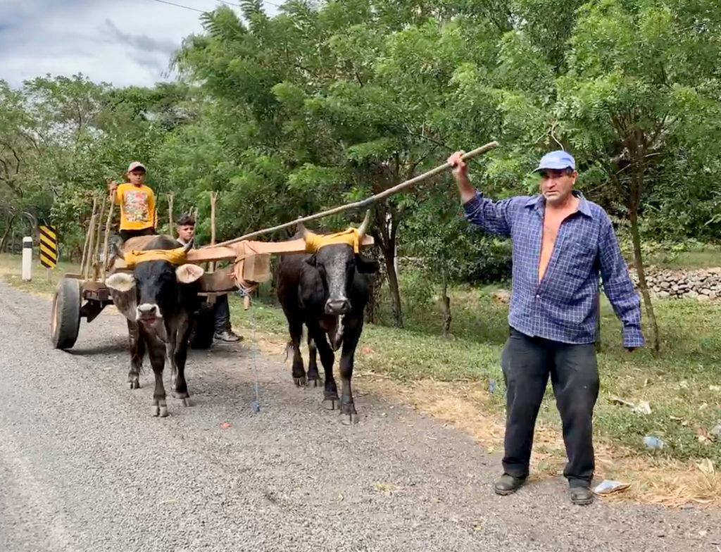 a man on foot leading his oxen and wagon on the highway